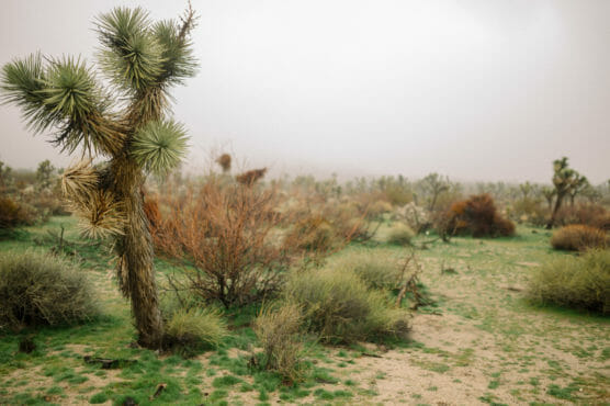 A Joshua tree stands among scattered shrubs and desert plants on green, sandy ground under an overcast, hazy sky in a desert landscape. by Justin Salem Meyer