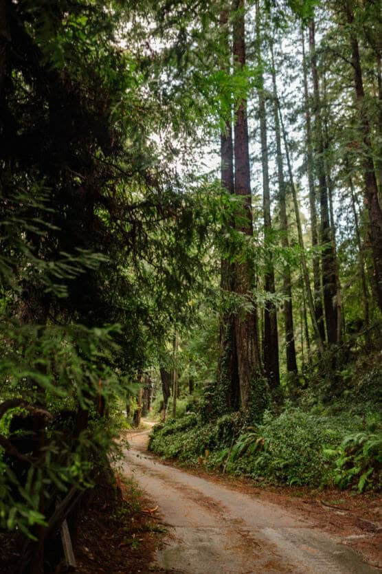 A narrow dirt path winds through a lush, green forest with tall trees and dense foliage, creating a peaceful and secluded natural scene. by Justin Salem Meyer