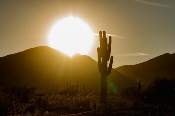 A large cactus stands silhouetted in the foreground as the sun sets behind distant mountains, casting a warm golden light over the desert landscape. by Justin Salem Meyer