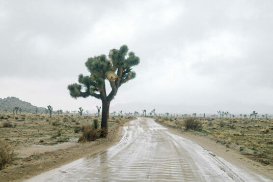 A muddy dirt road cuts through a desert landscape filled with Joshua trees under a cloudy, overcast sky. The scene appears quiet and remote with muted, natural colors. by Justin Salem Meyer