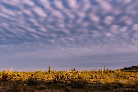 A desert landscape with scattered cacti and shrubs under a dramatic sky filled with rows of puffy, rippled clouds. The sunlight casts a warm glow over the scene. by Justin Salem Meyer