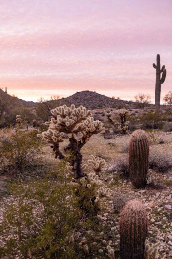 Desert landscape at sunset with various cacti, including a cholla and saguaro, scattered among shrubs and small rocks. Pink and orange hues fill the sky over distant hills. by Justin Salem Meyer