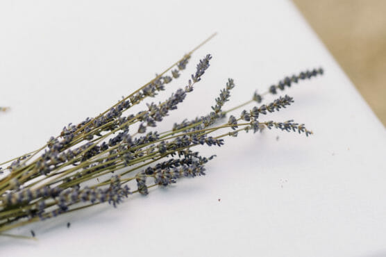 A small bundle of dried lavender stems lies on a white surface, with delicate purple flowers along the slender green stalks. by Justin Salem Meyer