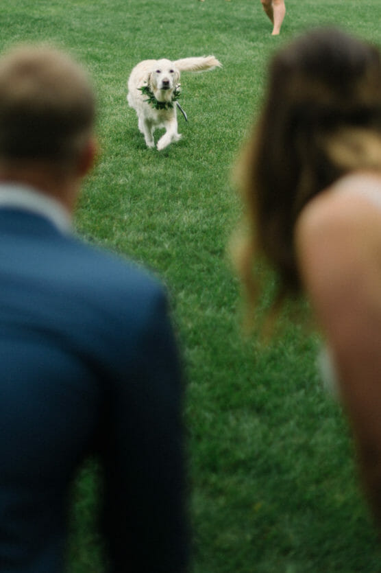 A golden retriever runs across a grassy field toward two people in formal attire, who are out of focus in the foreground, possibly during a wedding or celebration. by Justin Salem Meyer