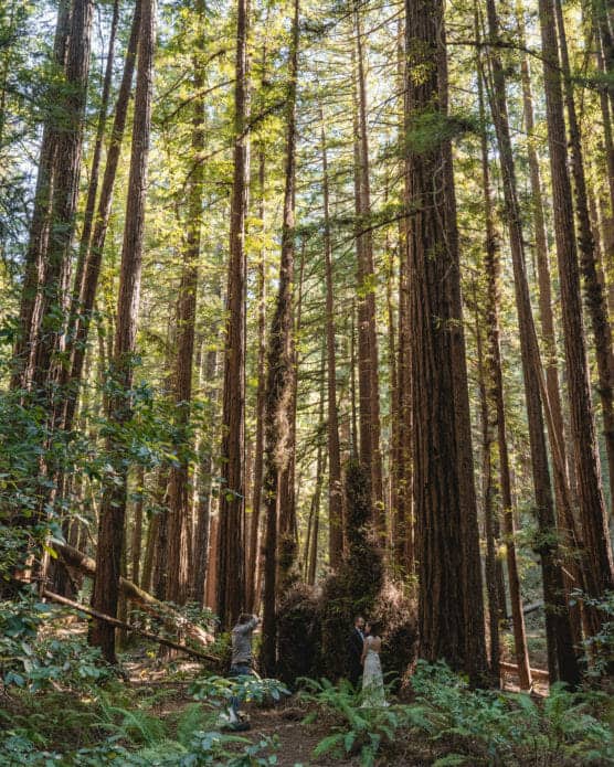 Two people stand among towering redwood trees in a sunlit forest with dense greenery and ferns on the forest floor, looking up at the massive trees around them. by Justin Salem Meyer