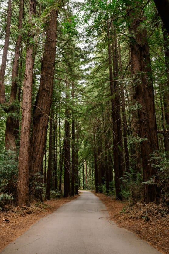 A paved path runs through a dense forest of tall, straight redwood trees, with green foliage overhead and scattered brown leaves on the ground. by Justin Salem Meyer