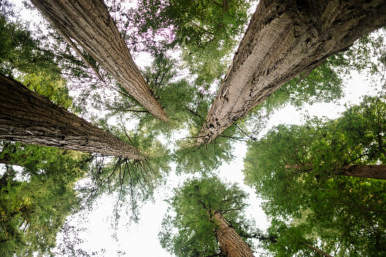 Tall trees viewed from below, their trunks rising upward and branches spreading out, creating a canopy of green leaves against a bright sky. by Justin Salem Meyer