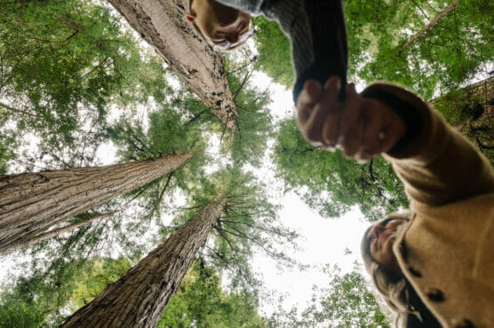 Two people holding hands, photographed from below with tall trees and green foliage towering above them against a bright sky. by Justin Salem Meyer