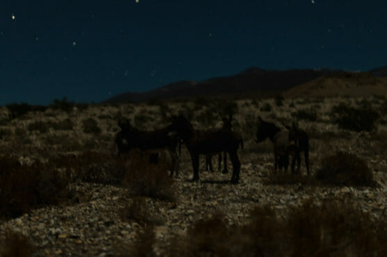 A group of donkeys stands on a rocky, desert landscape at night under a starry sky, with dark mountains visible in the background. by Justin Salem Meyer