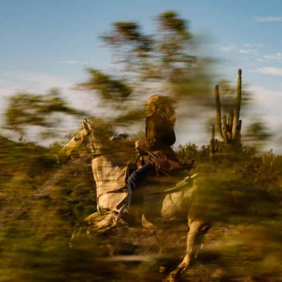 A person rides a light-colored horse through a desert landscape with blurred foliage in the foreground and tall cacti in the background. by Justin Salem Meyer