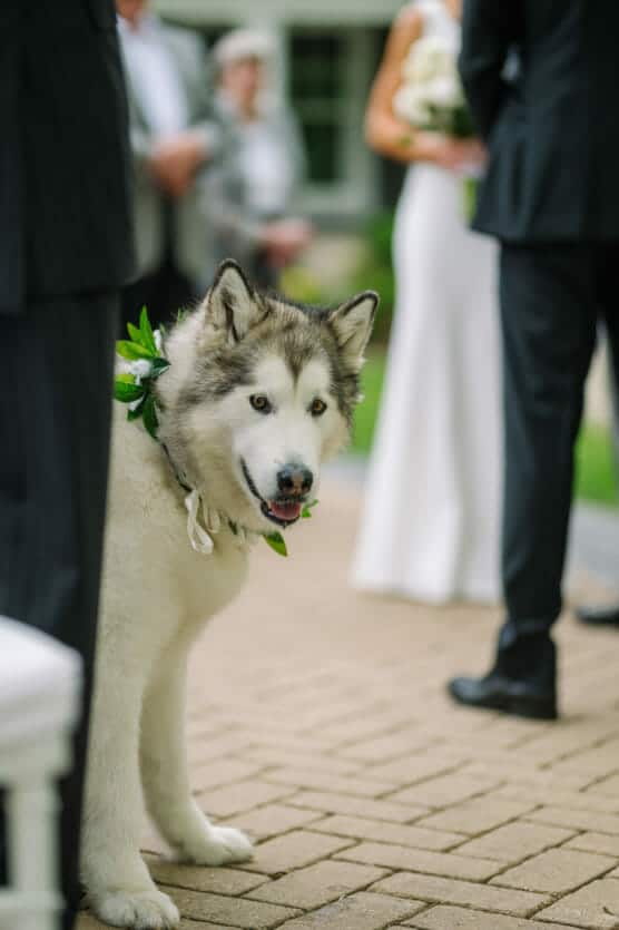 A fluffy, light-colored dog wearing a leafy collar stands next to people dressed in formal attire at an outdoor wedding ceremony. The dog looks toward the camera while a bride in white stands blurred in the background. by Justin Salem Meyer