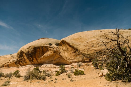 A large, smooth sandstone rock formation rises under a clear blue sky in a desert landscape, with sparse shrubs and a leafless tree in the foreground. by Justin Salem Meyer