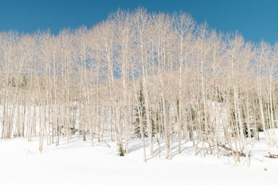 A grove of tall, leafless trees stands in a snowy landscape under a clear blue sky. The white snow blankets the ground, and the trees slender trunks and branches create a delicate pattern. by Justin Salem Meyer