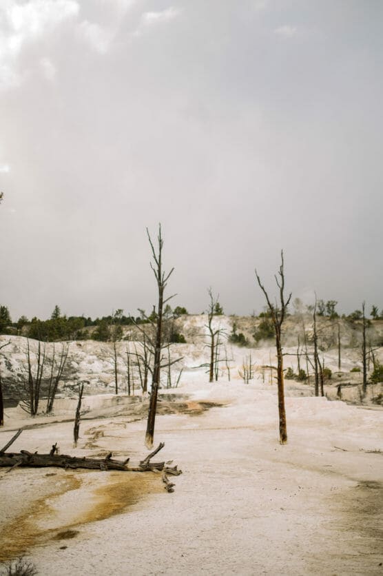 Several bare, leafless trees stand in a barren, pale landscape with a cloudy sky above. The ground appears dusty or covered in light-colored minerals, and there is sparse vegetation in the background. by Justin Salem Meyer