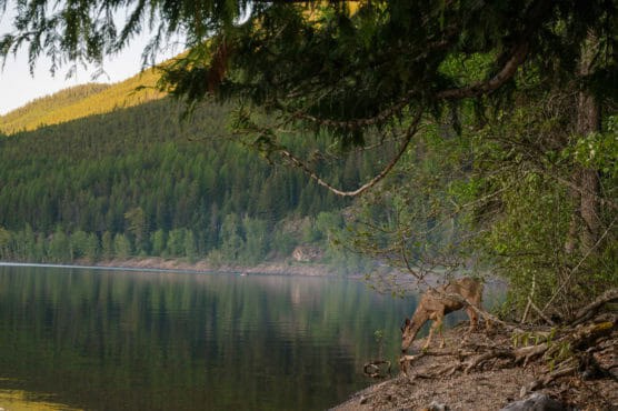 A deer stands at the edge of a calm lake, surrounded by trees and forested hills, with sunlight gently illuminating the landscape. by Justin Salem Meyer