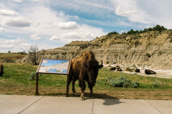 A bison stands near an informational sign by a sidewalk, with grassy fields, rock formations, and a partly cloudy sky in the background. Other bison are resting in the distance. by Justin Salem Meyer