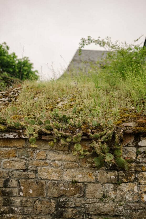 A stone wall overgrown with moss, grasses, and prickly pear cacti, with more greenery and part of a sloped roof visible in the blurred background under a cloudy sky. by Justin Salem Meyer