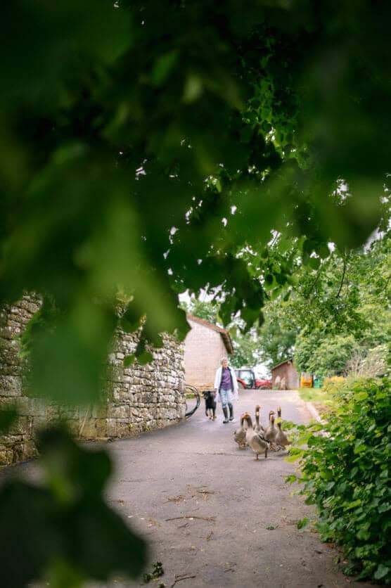 A person walks a dog on a paved path near a stone building, while a group of geese cross in front. The scene is framed by green leafy branches. by Justin Salem Meyer