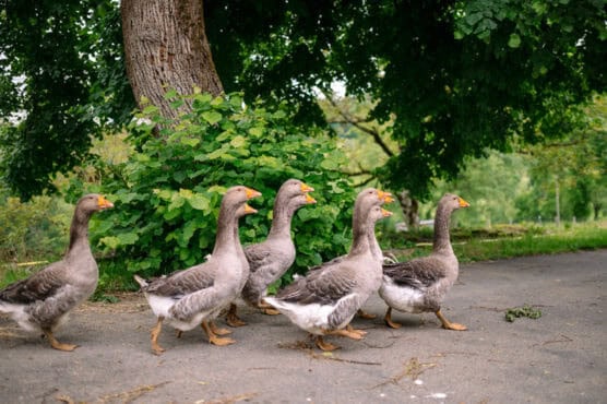 Six gray geese with orange beaks walk together on a paved path near green bushes and a large tree in a lush, leafy outdoor setting. by Justin Salem Meyer