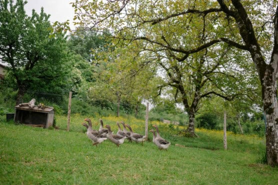 A group of geese walk across green grass near a tree and a fenced area in a lush, rural setting with trees and greenery in the background. by Justin Salem Meyer