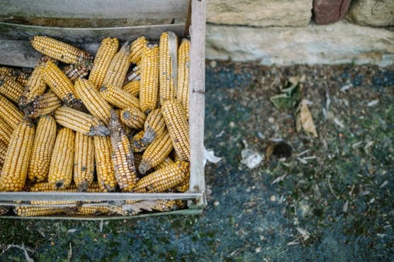 A wooden box filled with yellow corn cobs, some with dark mold, sits on a rough outdoor surface near a stone wall, with scattered dry leaves and debris nearby. by Justin Salem Meyer