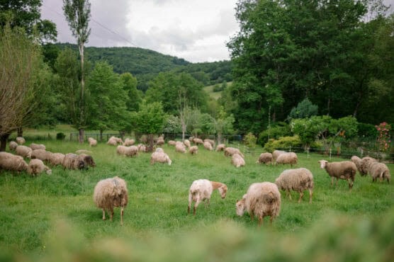A flock of sheep grazes on a lush green field surrounded by trees and rolling hills under a cloudy sky. by Justin Salem Meyer