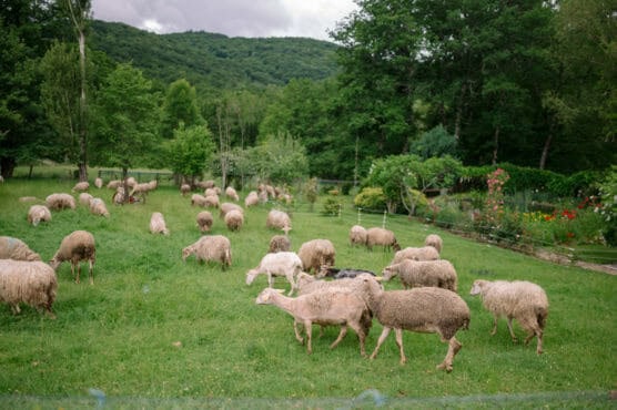 A flock of sheep grazes on a green grassy field surrounded by trees and lush hills, with a garden and colorful flowers visible in the background under a cloudy sky. by Justin Salem Meyer