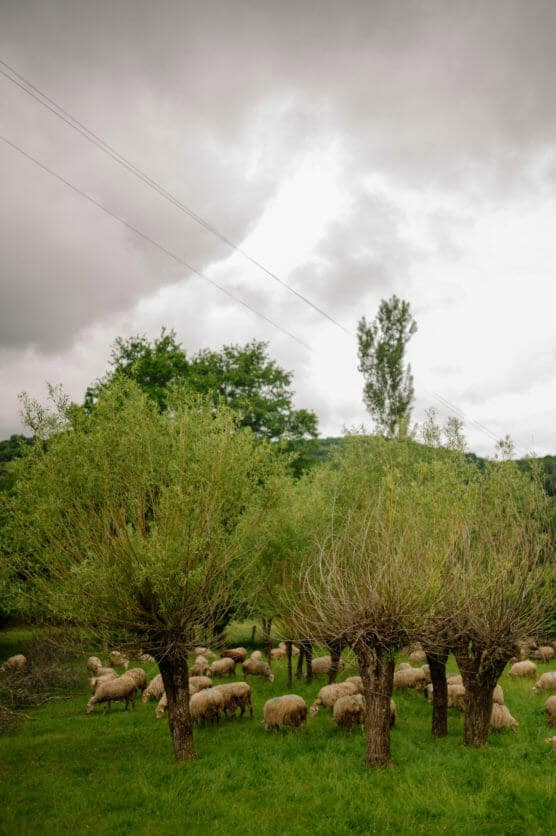 A flock of sheep grazes on green grass under several leafy trees, with overcast skies and dense clouds above. Power lines stretch across the cloudy sky in the background. by Justin Salem Meyer
