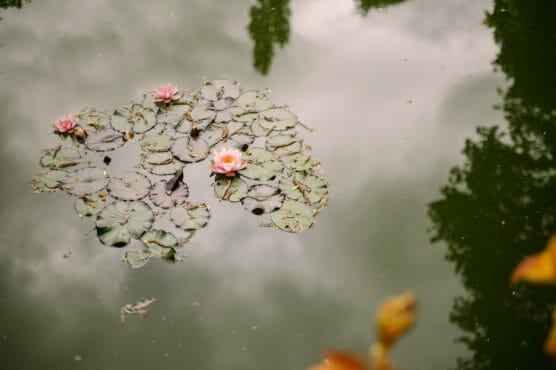 A cluster of lily pads with pink water lilies floats on a calm pond, reflecting the cloudy sky and surrounding trees on the waters surface. by Justin Salem Meyer