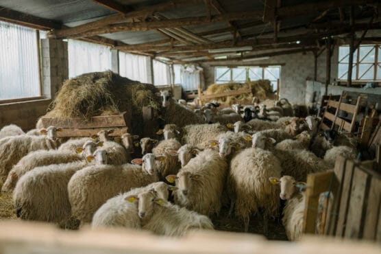 A large group of sheep with thick wool stand close together inside a rustic barn with wooden beams, hay bales, and sunlight streaming through the windows. by Justin Salem Meyer