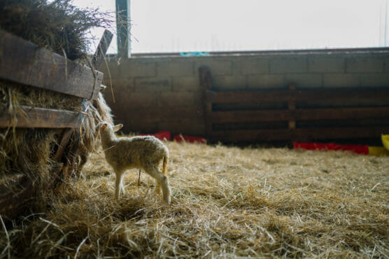 A young lamb stands on straw inside a barn, reaching up to eat hay from a wooden feeder under soft natural light coming through a window. by Justin Salem Meyer