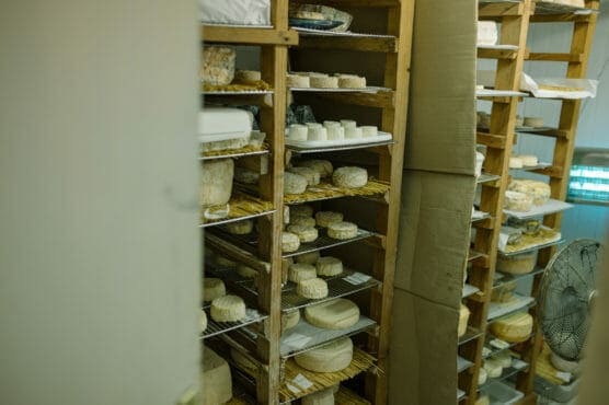 Wheels and rounds of cheese aging on wooden racks in a climate-controlled storage room, with a fan visible in the corner and cardboard protecting some shelves. by Justin Salem Meyer