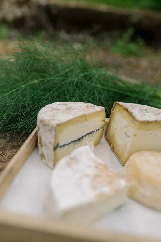 A wooden tray with several rounds of soft-ripened cheese, one of which is cut to show a dark line of ash or seasoning inside, set outdoors with green foliage in the background. by Justin Salem Meyer