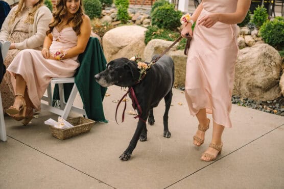 A large black dog on a leash, decorated with flowers, walks beside a woman in a pale pink dress at an outdoor event. Another woman in a matching dress sits nearby, smiling, with a basket on the ground. by Justin Salem Meyer