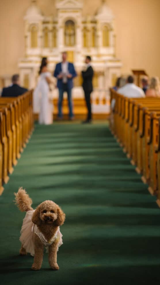 A small brown dog in a white dress stands on a green carpet aisle in a church, with people blurred in the background near the altar, suggesting a wedding ceremony. by Justin Salem Meyer